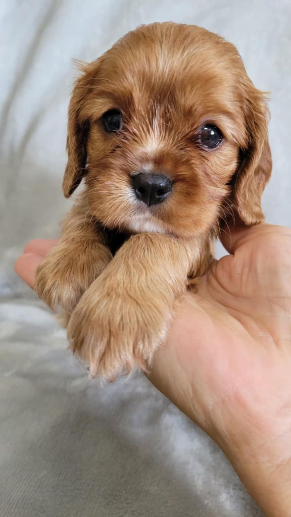 Du Royaume De Victoria - Chiots disponibles - Cavalier King Charles Spaniel