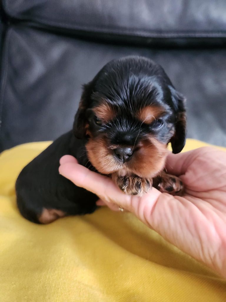 Du Royaume De Victoria - Chiots disponibles - Cavalier King Charles Spaniel