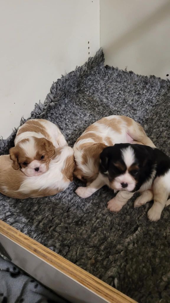 Du Royaume De Victoria - Cavalier King Charles Spaniel - Portée née le 11/05/2025