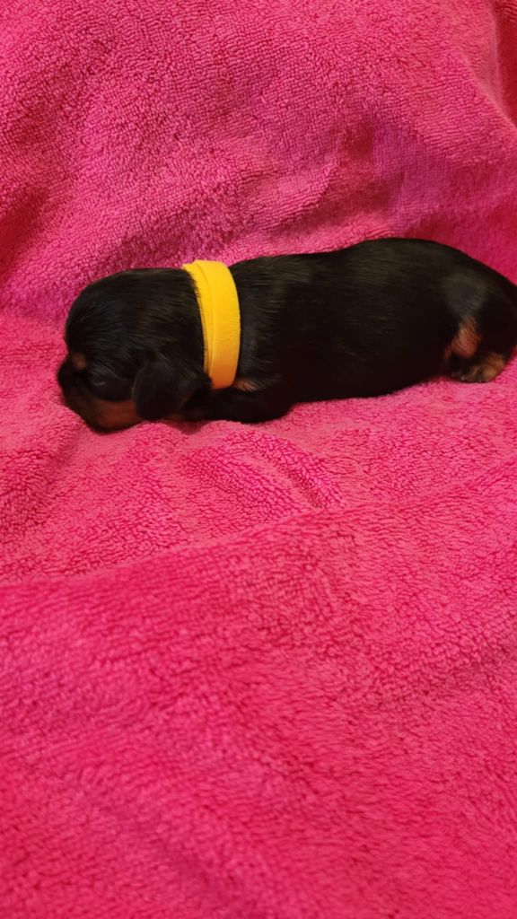 Du Royaume De Victoria - Chiots disponibles - Cavalier King Charles Spaniel
