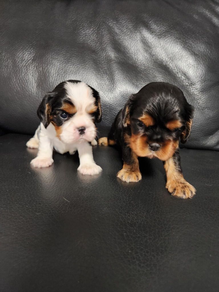 Du Royaume De Victoria - Cavalier King Charles Spaniel - Portée née le 17/07/2025