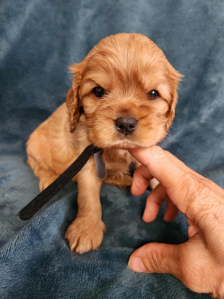 Du Royaume De Victoria - Chiots disponibles - Cavalier King Charles Spaniel
