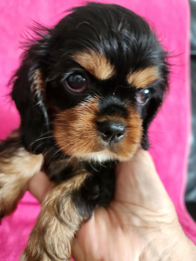 Du Royaume De Victoria - Chiots disponibles - Cavalier King Charles Spaniel