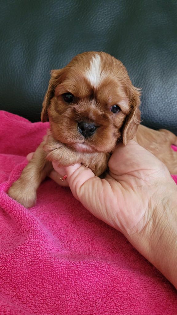 Du Royaume De Victoria - Chiots disponibles - Cavalier King Charles Spaniel