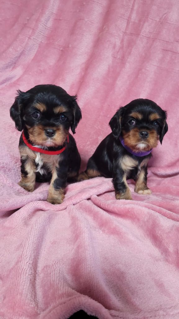 Du Royaume De Victoria - Cavalier King Charles Spaniel - Portée née le 29/04/2025