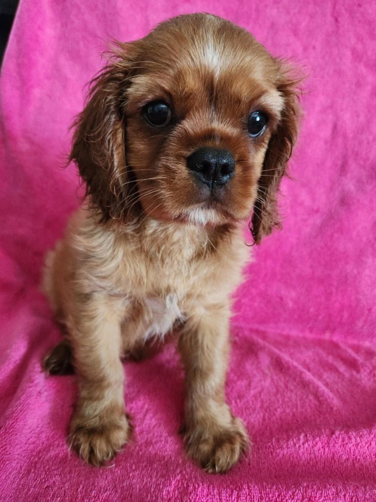 Du Royaume De Victoria - Chiots disponibles - Cavalier King Charles Spaniel