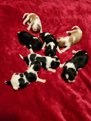 CHIOT 5