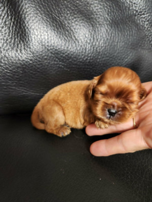 CHIOT 1