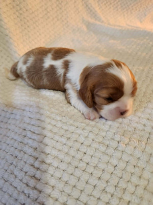 CHIOT 1