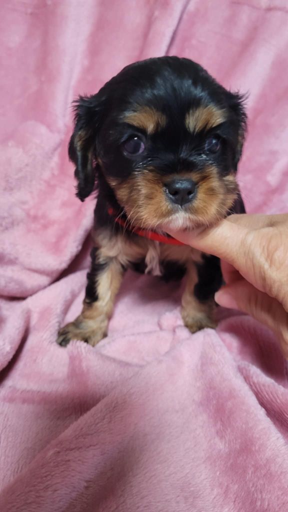 Du Royaume De Victoria - Chiots disponibles - Cavalier King Charles Spaniel