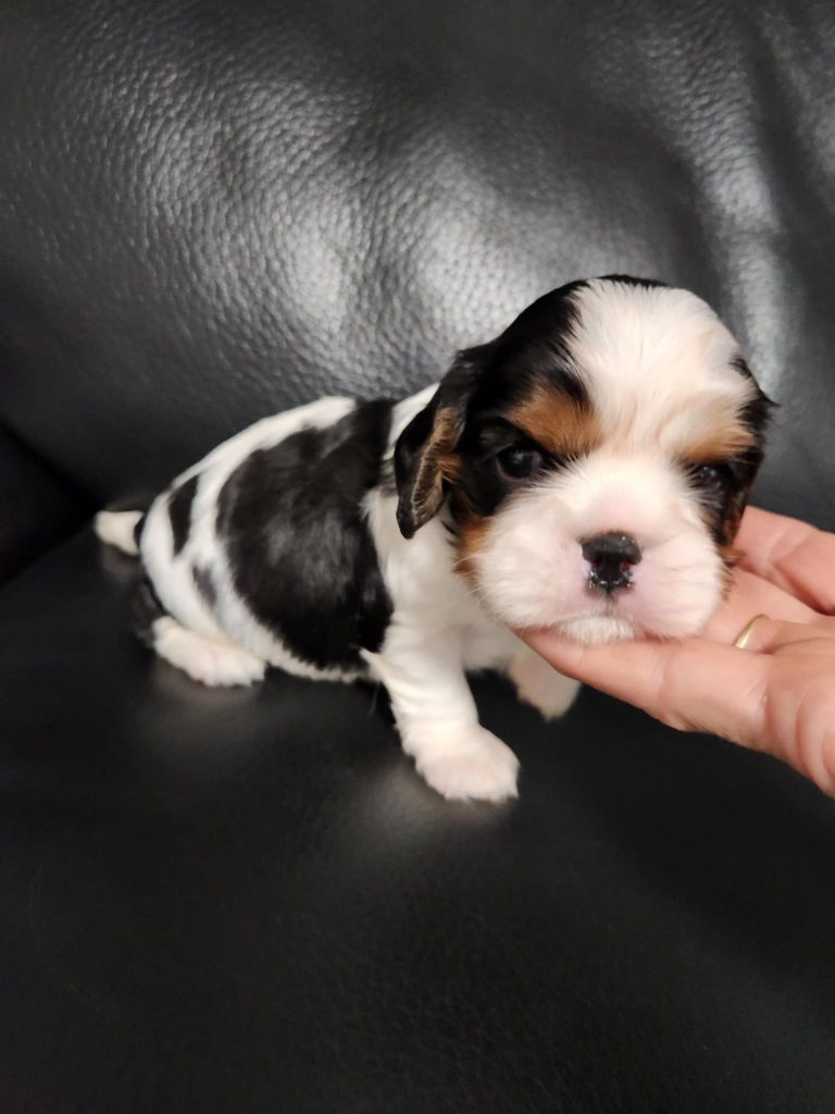 Du Royaume De Victoria - Chiots disponibles - Cavalier King Charles Spaniel