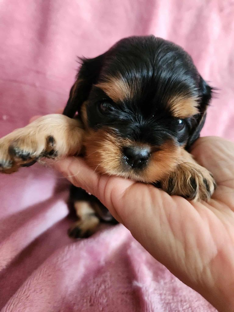 Du Royaume De Victoria - Chiots disponibles - Cavalier King Charles Spaniel
