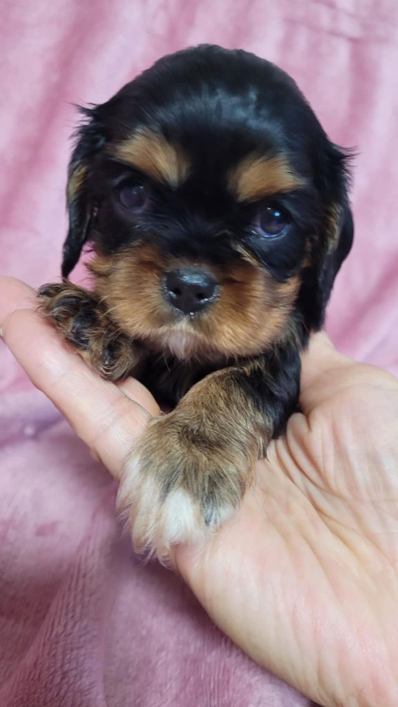 Du Royaume De Victoria - Chiots disponibles - Cavalier King Charles Spaniel