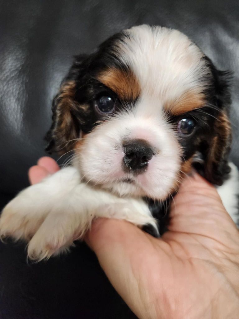 Du Royaume De Victoria - Cavalier King Charles Spaniel - Portée née le 17/07/2025