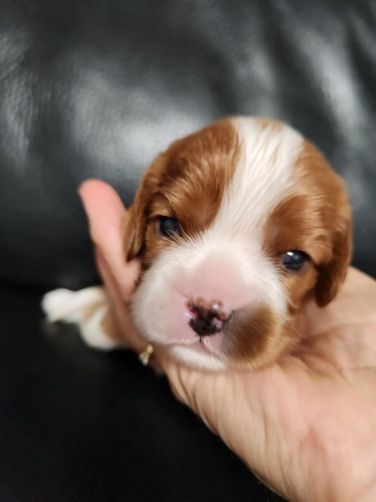 Du Royaume De Victoria - Chiots disponibles - Cavalier King Charles Spaniel