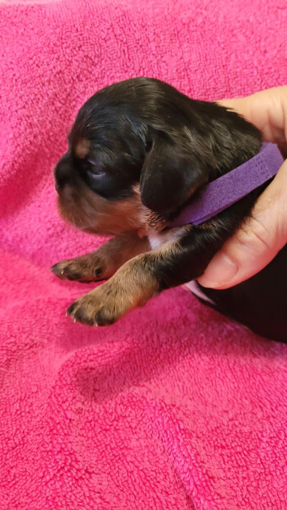 Du Royaume De Victoria - Chiots disponibles - Cavalier King Charles Spaniel