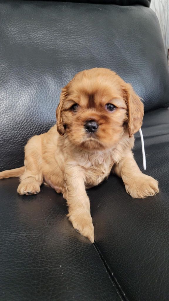 Du Royaume De Victoria - Chiots disponibles - Cavalier King Charles Spaniel