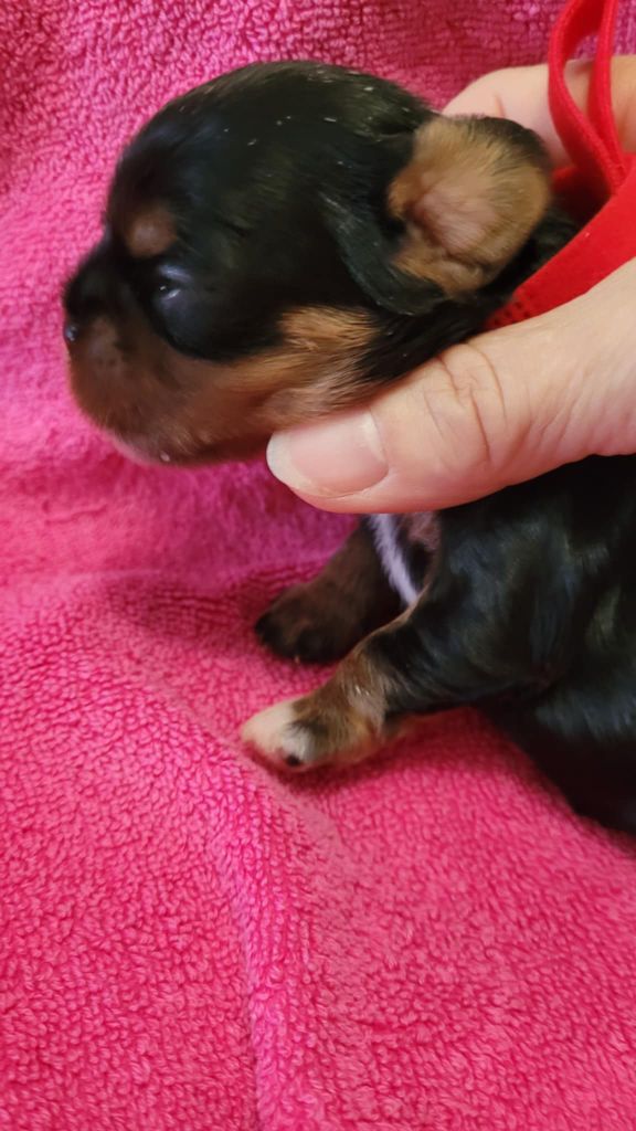 Du Royaume De Victoria - Chiots disponibles - Cavalier King Charles Spaniel