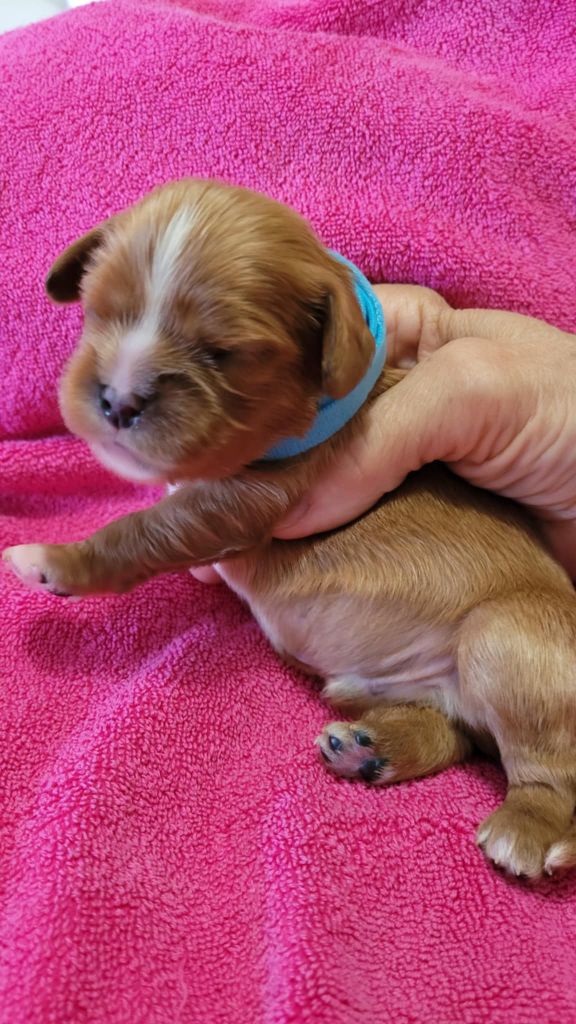 Du Royaume De Victoria - Chiots disponibles - Cavalier King Charles Spaniel