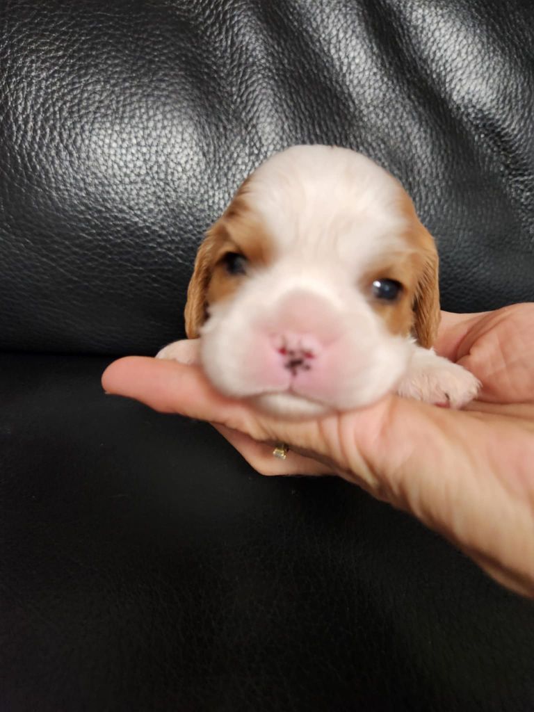Du Royaume De Victoria - Chiots disponibles - Cavalier King Charles Spaniel