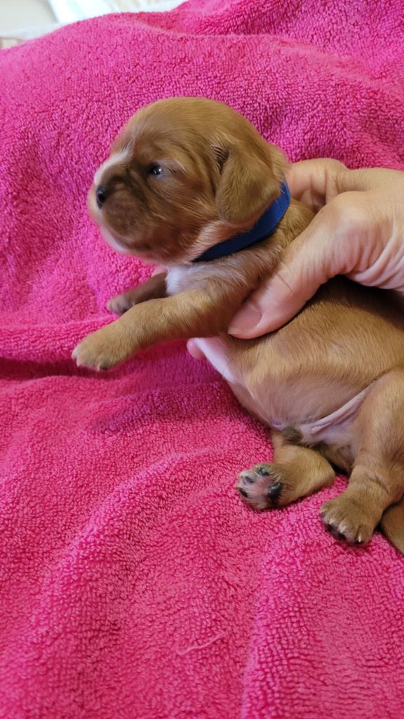 Du Royaume De Victoria - Chiots disponibles - Cavalier King Charles Spaniel
