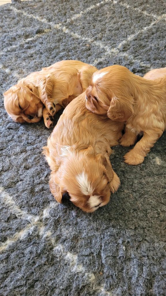 Chiot Cavalier King Charles Spaniel Du Royaume De Victoria